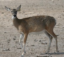 RR O 97